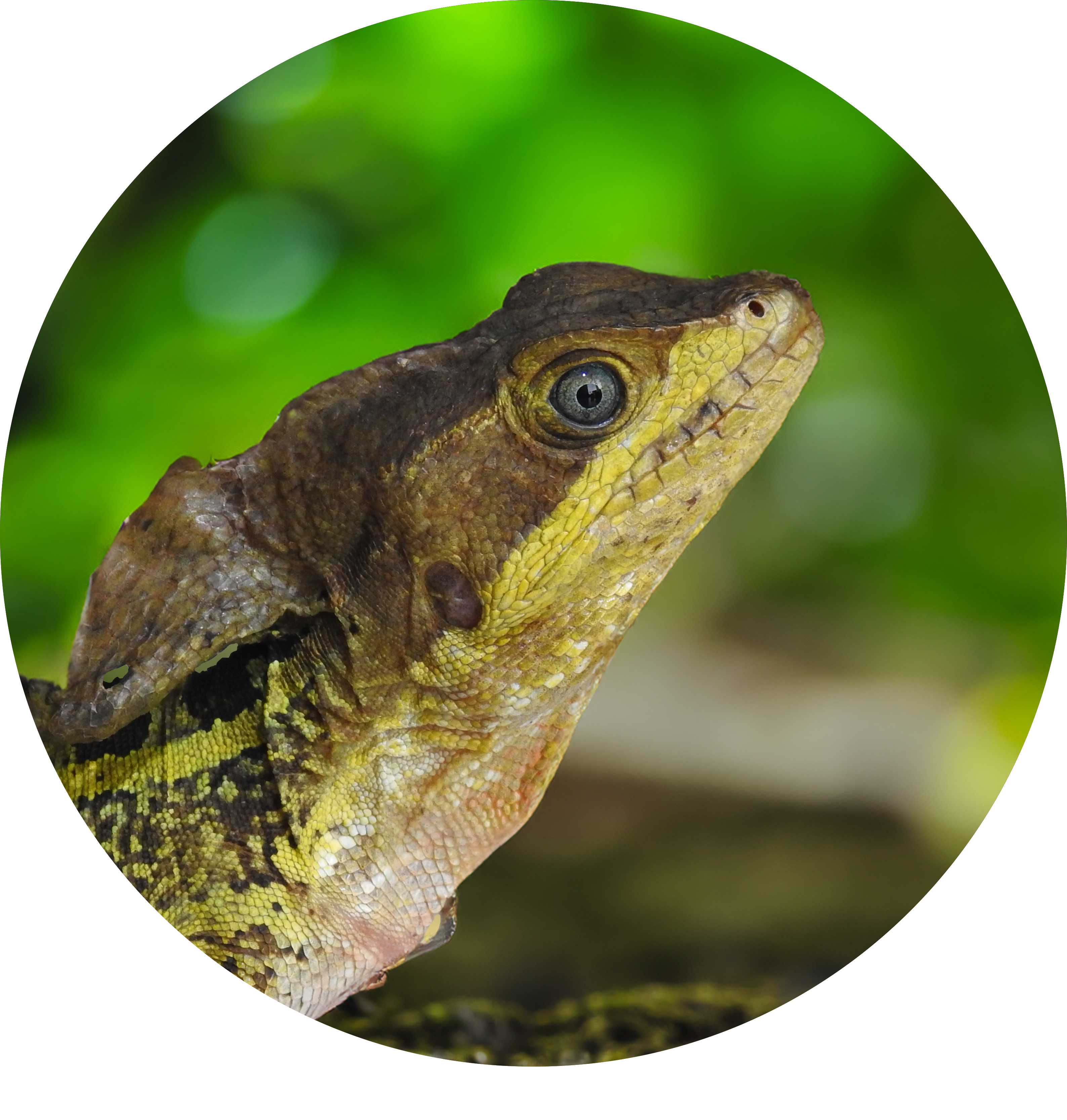 Basiliscus